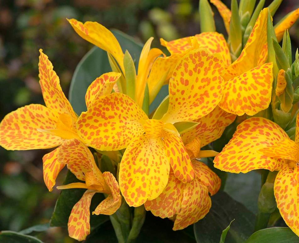  Canna Cannova Gold Leopard